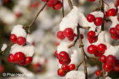 Crab apple feast