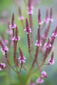 Verbena hastata 'Pink Spires'