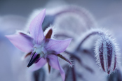 Borage Pink