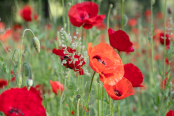 Posing Poppies