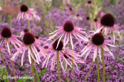 Echinacea pallida 