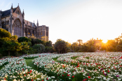 Carpet of Narcissus and Tulips in Arundel Castle Gardens