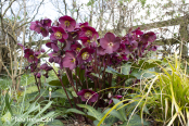 Hellebore Heaven