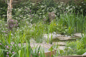 RHS Malvern Spring Festival - Best in Show (Silver Gilt) The Hide Garden