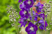 Raindrops keep falling on my....delphiniums