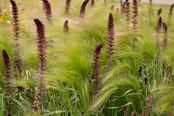 Jewels in Grass