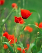 Papaver rhoeas