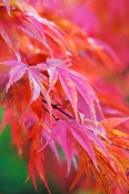 Acer palmatum