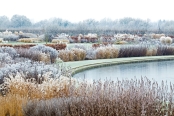 Frosted Grasses