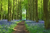 Bluebell Woods