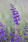 Wild flowers of Monti Sibillini