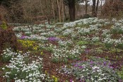 Spring Garden at Colesbourne Park