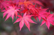 Acer palmatum