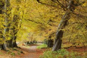 Autumn Walk