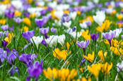 Crocus at RHS Wisley