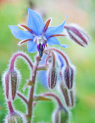 Borago officinalis