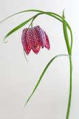 Fritillaria meleagris