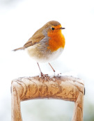 Robin perched on garden fork 