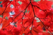 Acer palmatum