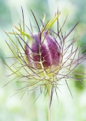 Nigella damascena