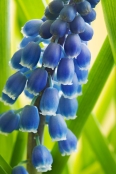 Muscari armeniacum