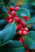 Frosted holly berries