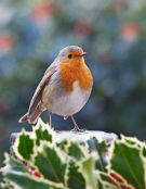 Robin perched on a tree trunk.