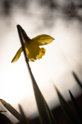 Daffodil in Spring