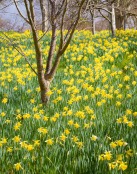 Daffodil Bank
