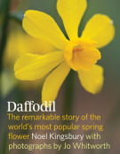 'Daffodil', Photos by Jo Whitworth