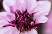Dahlia