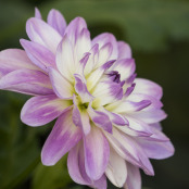 Dahlia_2_Harlow_Carr