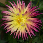 Dahlia_4_Harlow_Carr-010446