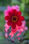 Dahlia 'Happy Single Romeo'