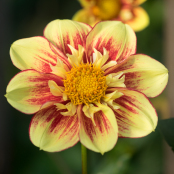 Harlow Carr Dahlia 7