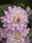 Dahlia Hybrid