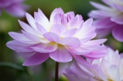 Dahlia Sandy Melody