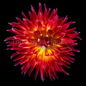 Flaming Dalia 2008
