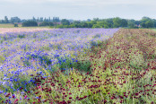 Dawn in the Flower Fields