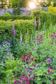 Dawn in the Walled Garden