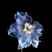Light blue Delphinium