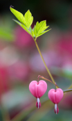 Lamprocapnos spectabilis