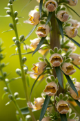 Digitalis ferruginea