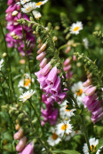 Digitalis purpurea