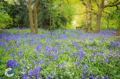 Bluebells