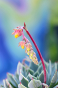 July 2019, Winning Image of the Month:Echeveria secunda var. glauca