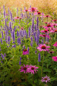 Agastsaches and Echinaceas in Early Morning Light