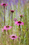 Echinaceas and Grasses