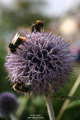 Echinops ritro with feeding bumble bees