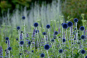 Echinops ritro 'Veitch's Blue'